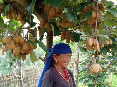 From Barren to Productive : the success of Kiwi farm in Gorkha